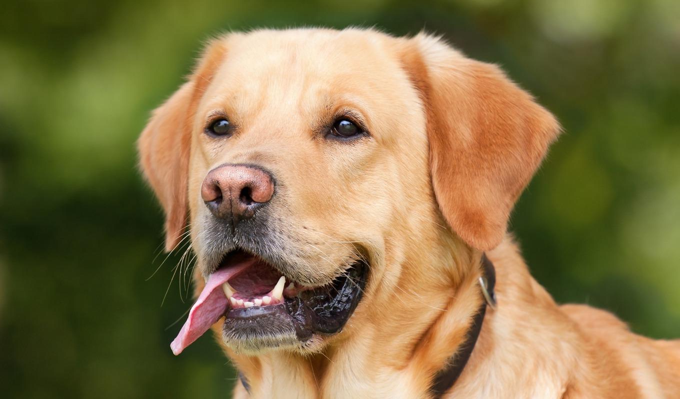 Labrador retriver fortsätter vara den populäraste hundrasen i Sverige följd av schäfer och Golden retriver. Foto: Pixabay